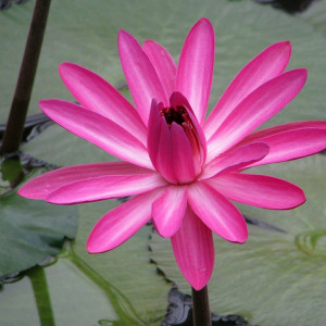 Nymphaea rubra