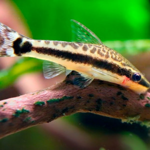 Otocinclus vestitus