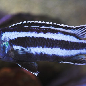 Melanochromis melanopterus