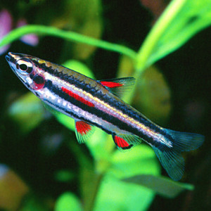 Nannostomus marginatus