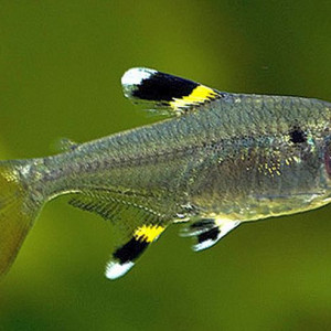 Pristella maxillaris