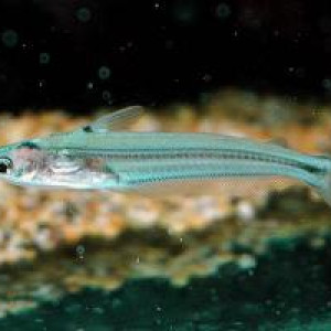 Poisson pseudeutropius moolenburghae (pseudeutropius moolenburghae