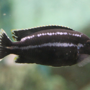 Poisson melanochromis simulans (melanochromis simulans) fiche