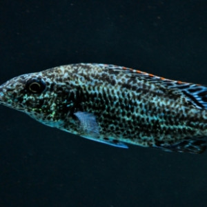 Poisson nimbochromis linni (nimbochromis linni) fiche complète