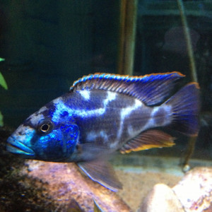 Nimbochromis livingstonii