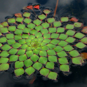 Ludwigia sedoides