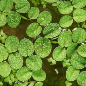 Salvinia minima