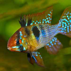 Mikrogeophagus ramirezi