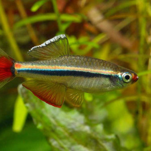 Tanichthys micagemmae