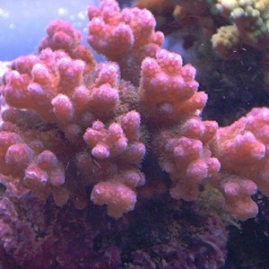 Pocillopora verrucosa