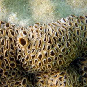 Palythoa tuberculosa