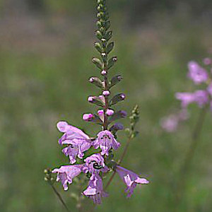 Physostegia purpurea