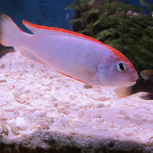 Pseudotropheus perspicax