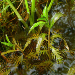 Proserpinaca palustris