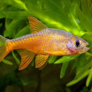 Rasbora vaterifloris