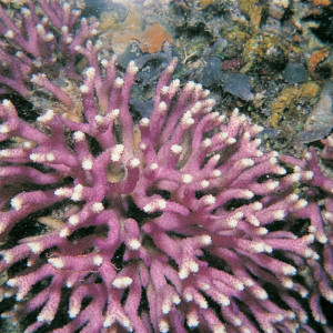 Stylophora subseriata