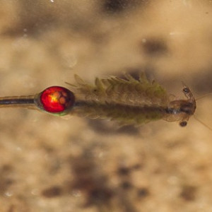 Tanymastix stagnalis
