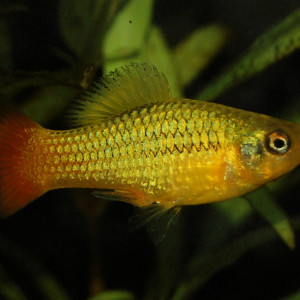 Xiphophorus variatus