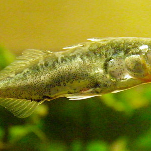 Gasterosteus aculeatus aculeatus