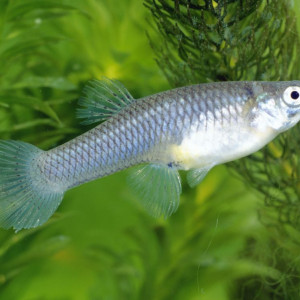 Gambusia affinis