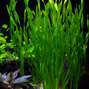 Vallisneria asiatica