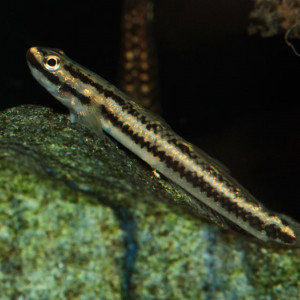 Stiphodon atropurpureus