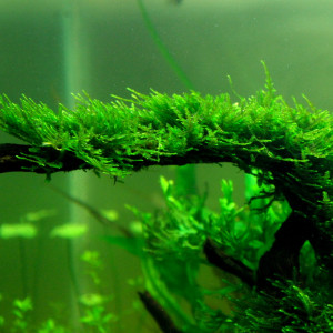 Vesicularia montagnei
