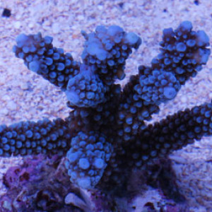 Acropora pulchra