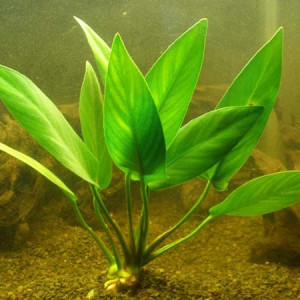 Anubias hastifolia