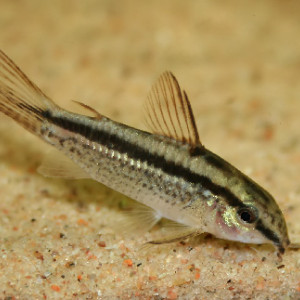 Corydoras gracilis