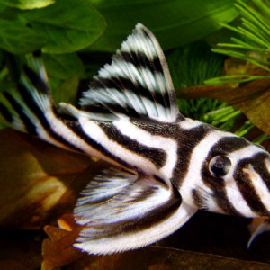 Hypancistrus zebra