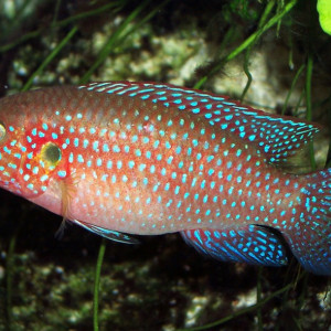 Hemichromis lifalili