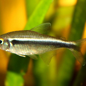 Hyphessobrycon herbertaxelrodi