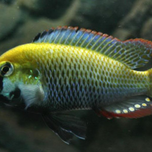 Astatotilapia calliptera