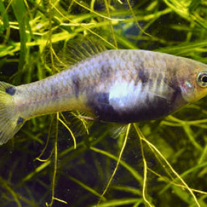 Xiphophorus xiphidium