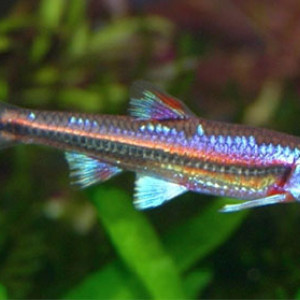 Notropis chrosomus   