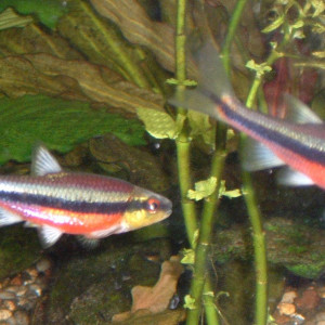 Notropis lutipinnis 