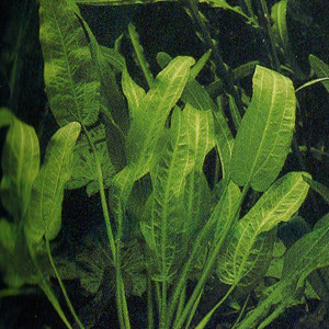 Echinodorus berteroi