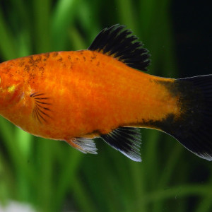 Xiphophorus maculatus