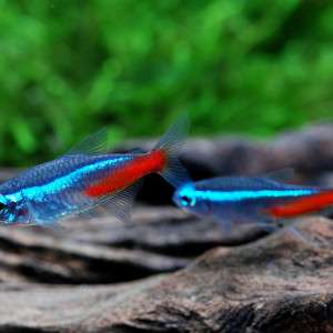 Cardinalis, néon rose Qui sont les poissons tétras ?