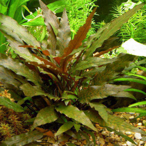 Cryptocoryne wendtii