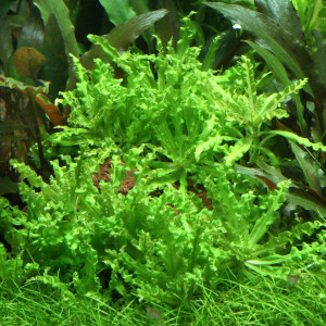 Pogostemon helferi
