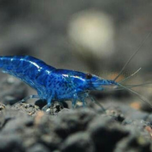 Neocaridina davidi var. blue dream