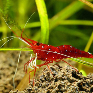 Caridina dennerli