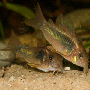 Corydoras aeneus