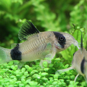 Corydoras panda