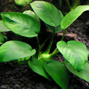 Anubias barteri