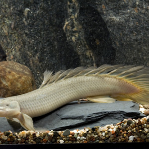 Polypterus senegalus senegalus