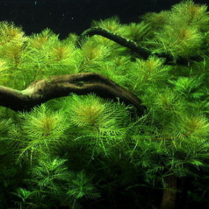 Myriophyllum scabratum