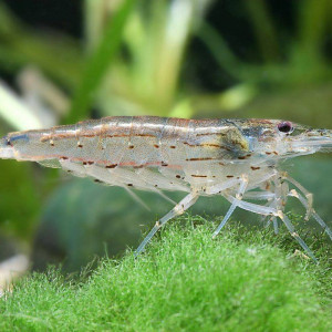 Caridina Multidentata : la petite star japonaise